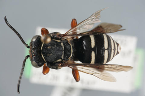 denverensis_dorsal_habitus_part.jpg